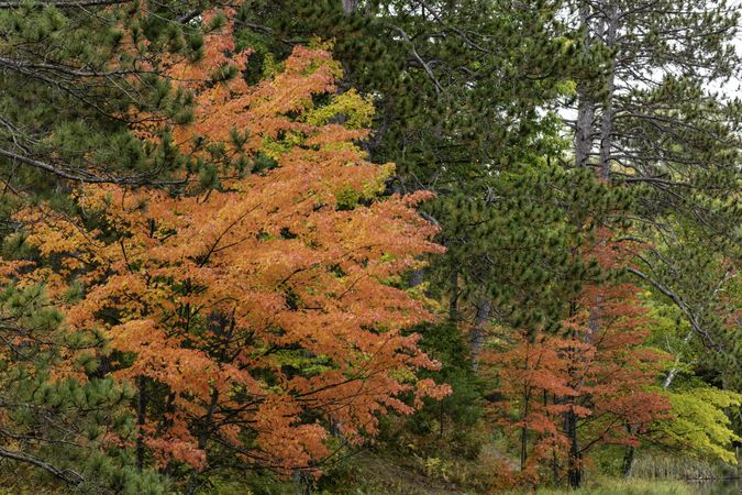 Colorful trees along Loon Lake Trail at Savanna Portage State Park in McGregor, Minnesota