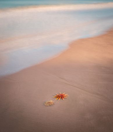 Starfish on sandy coast near sea