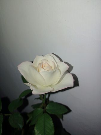 a close-up photograph of a rose in full bloom