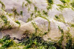 Wet algae on stone