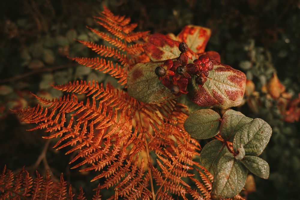 Wild poisonous ripe belladonna berries beside orange fern leaf