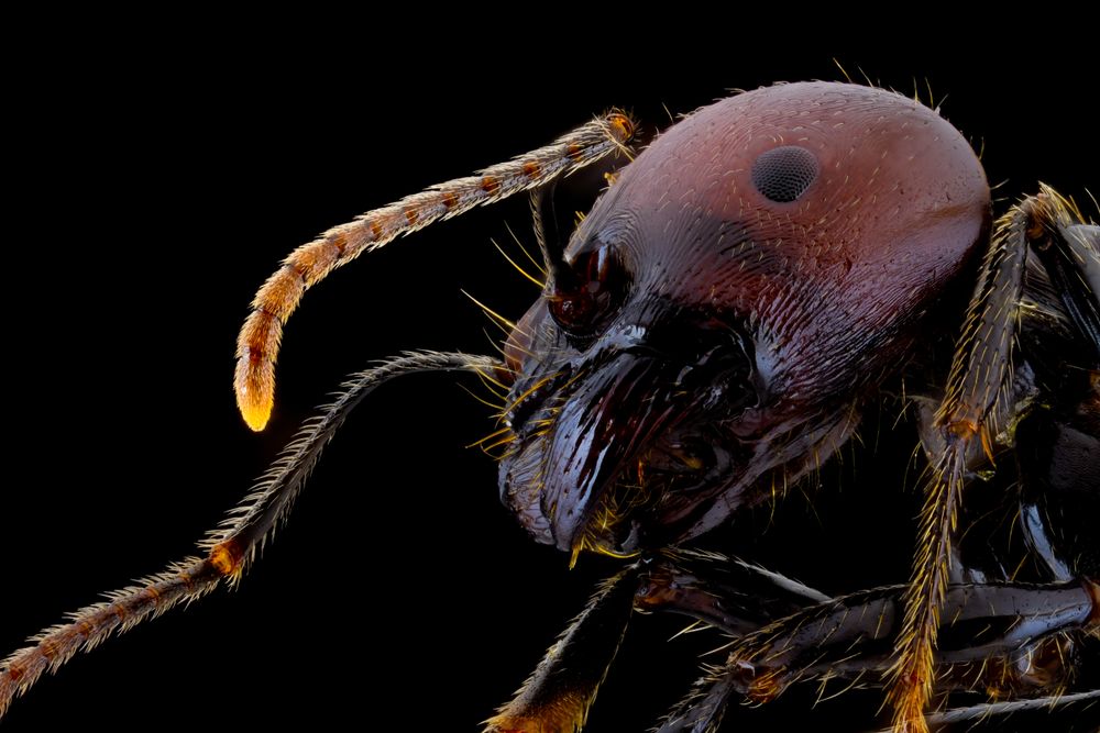 Dark brown ant with glossy belly and legs