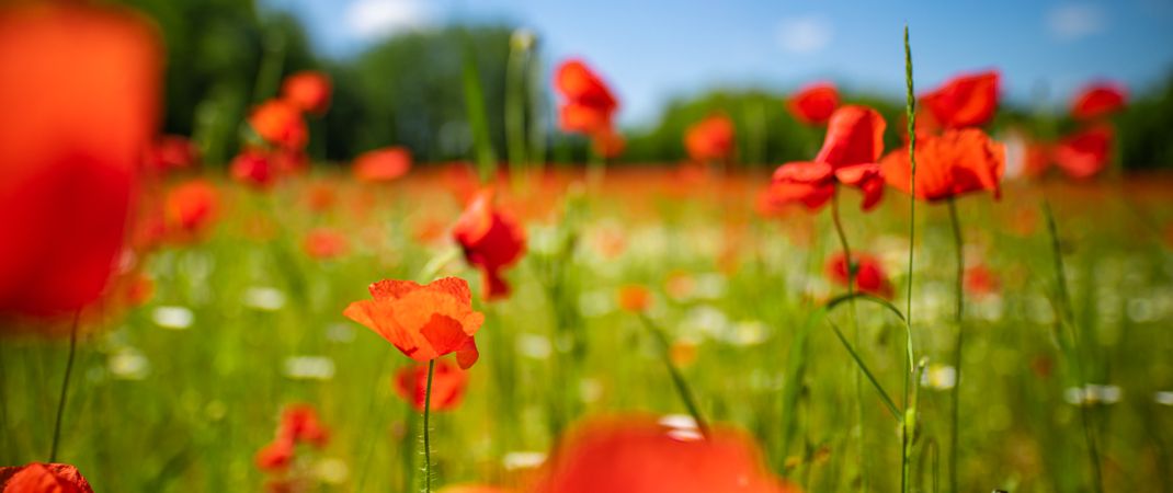 Banner of poppies and daisies in a park