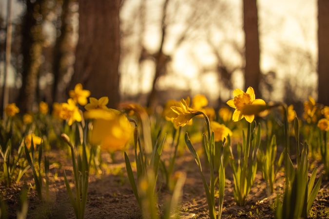 Daffodils on forest floor
