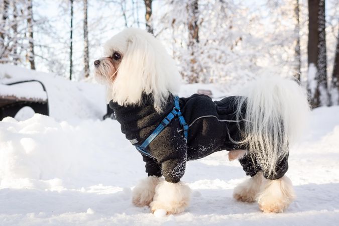Maltese in a coat  on snow covered ground