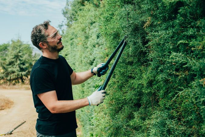 Man pruning arizonica hedge