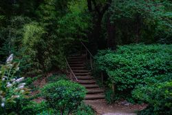 Forest landscape with old stairway