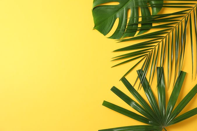 Different palm leaves on yellow background, copy space