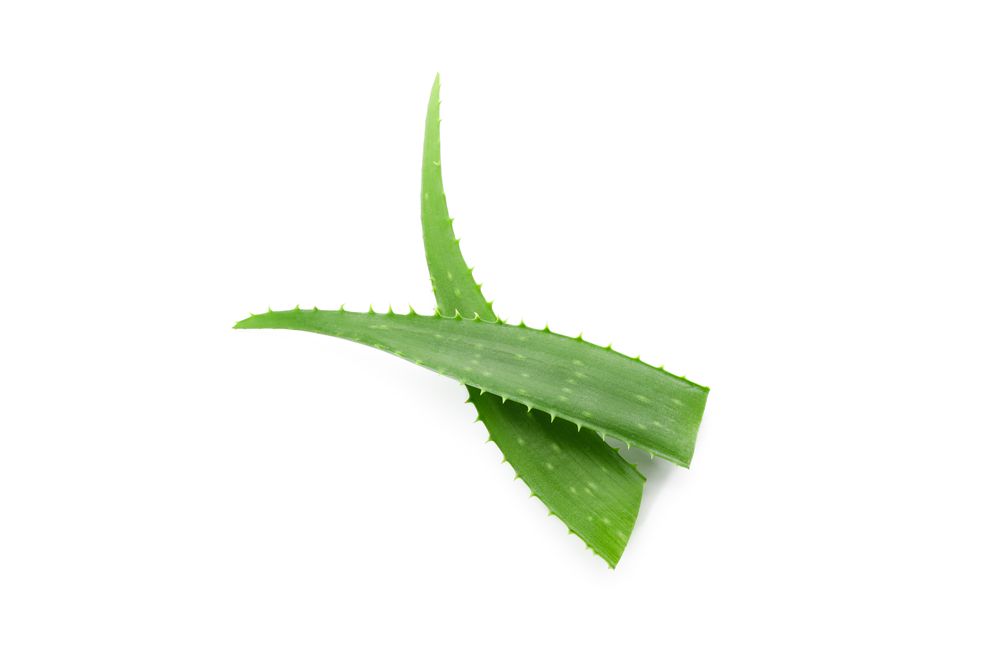 Aloe vera fresh leaves isolated on plain background. Treatment plant