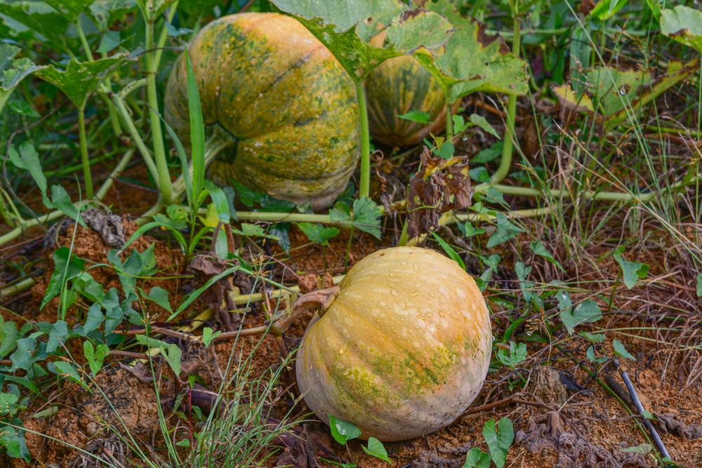 yellow pumpkin growing on the soil