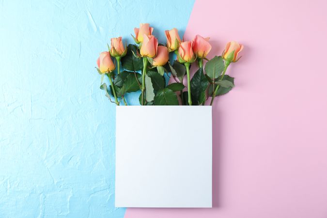 Beautiful pink roses and square with space for text on two tone background