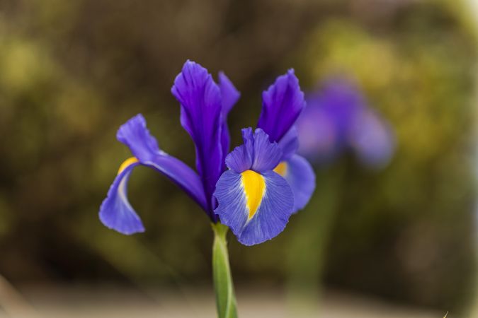 Purple iris flower growing in sunny field