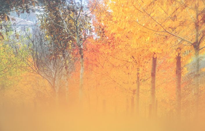 Blurred trees in green forest