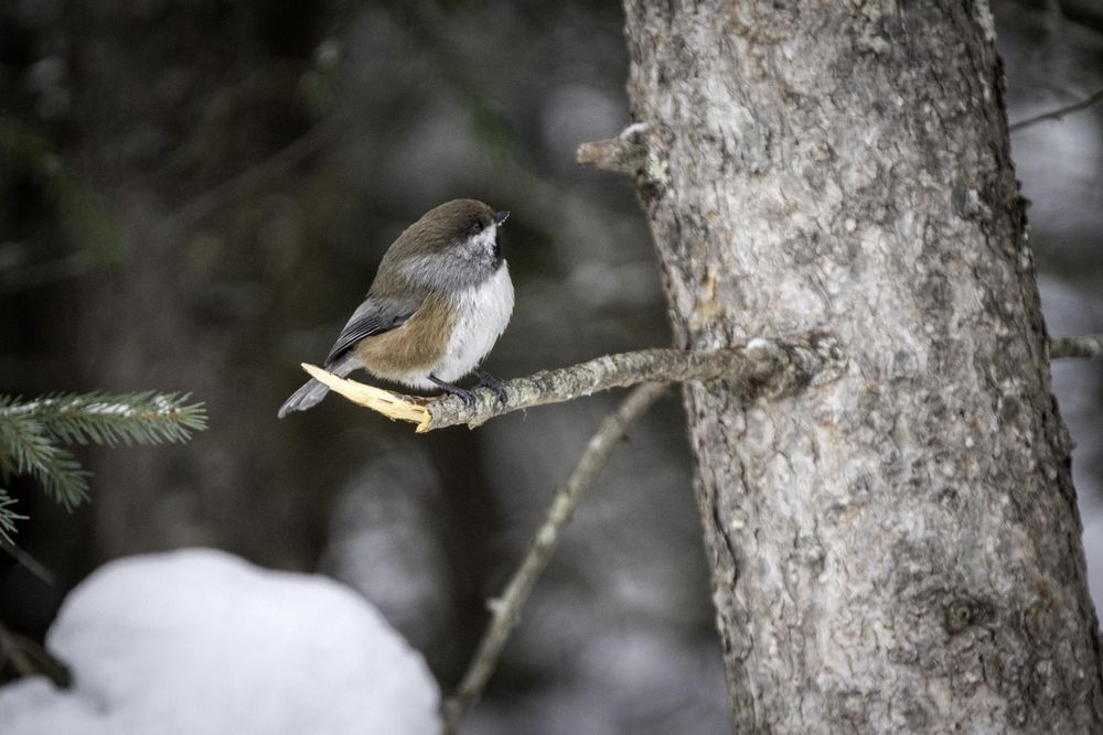 Little bird on branch in pine tree