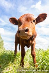 Brown cow on green grass field under blue sky 5lQ8Y4