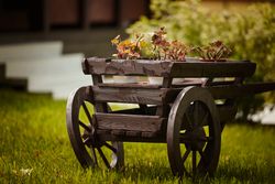 Potted plants in timber wagon