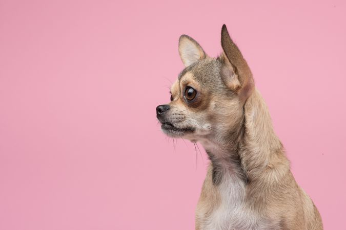 Chihuahua portrait looking to the left at a pink background