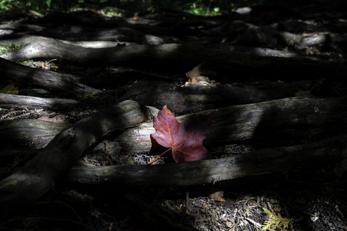 A maple leaf among tree roots on the Superior Hiking Trail in Lutsen, Minnesota