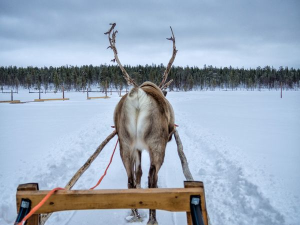 Back of reindeer leading sled on snowy day