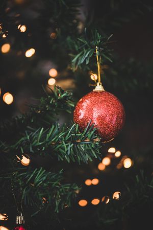 Close-up of red glitter decorative ball hanging on tree