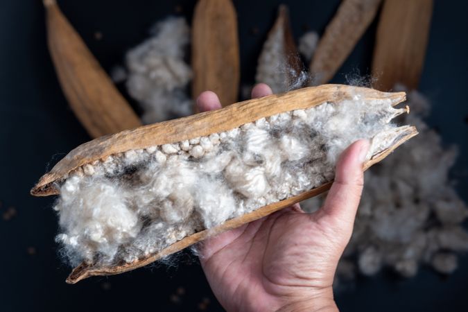 Kapok, tropical cotton fruit used for fiber and seed,