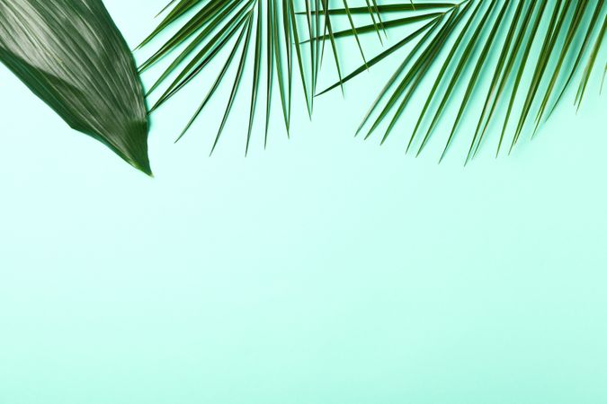 Palm branches on mint background, space for text