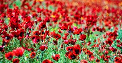 Red beautiful poppies in a field