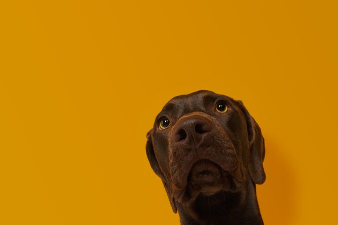 Calm attentive brown Vizsla doglo