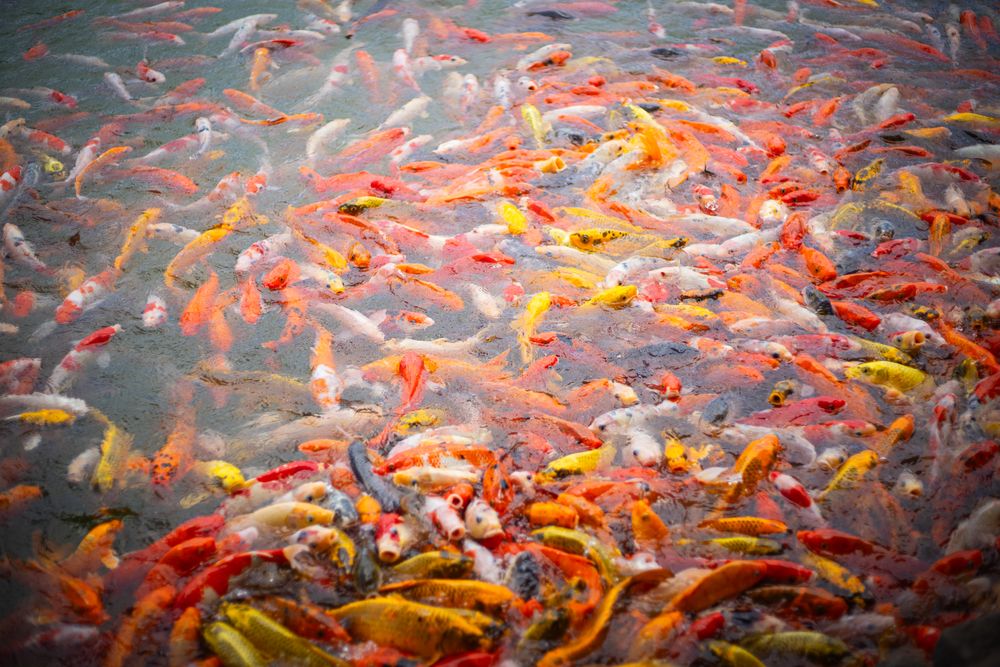 Many koi fish in lake