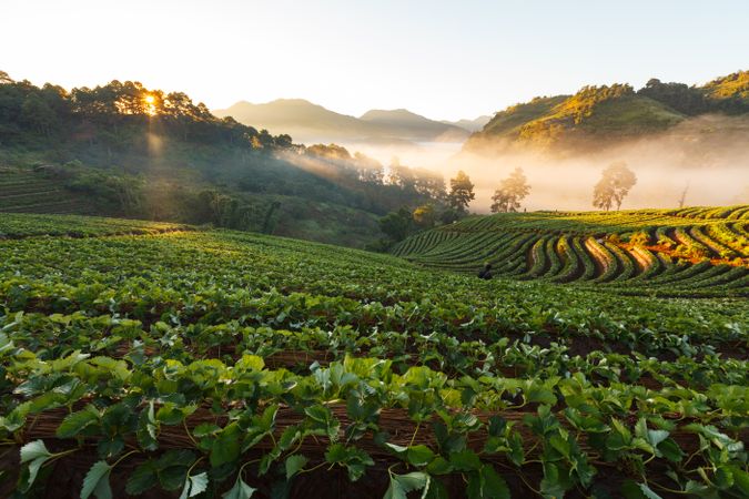 Misty morning sunrise in strawberry garden at Doi Ang khang mountain, chiangmai : thailand