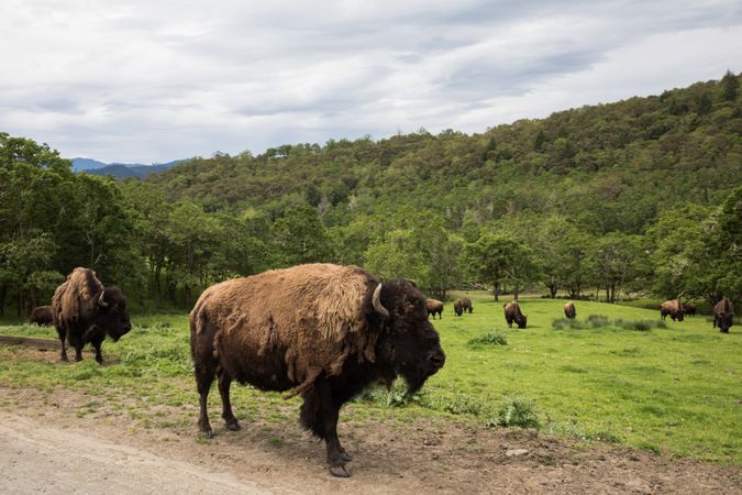 North American bison, known as buffaloes, at the Wildlife Safari in Winston, near Medford, Oregon