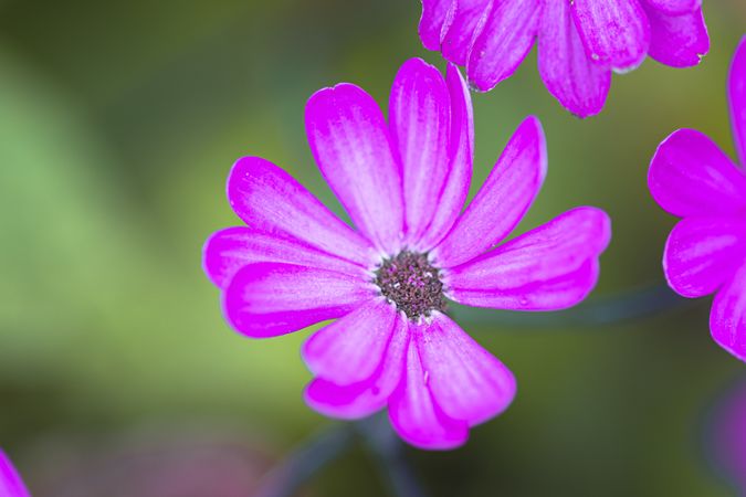 Vivid pink purple flower on green background