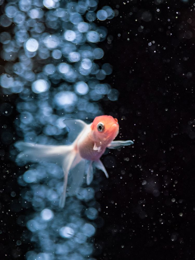 Exotic fish in aquarium