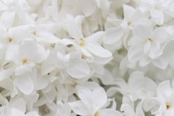Close up of light flowers