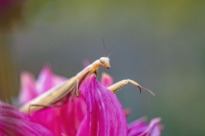 Close up of praying mantis on pink flower