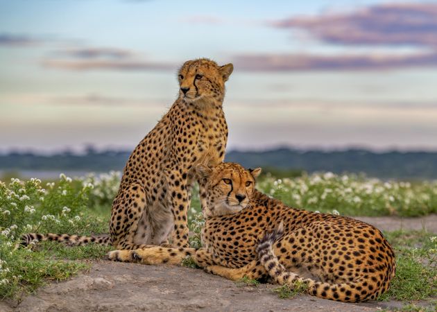 Cheetah and daughter amongst African wildflowers after the rains
