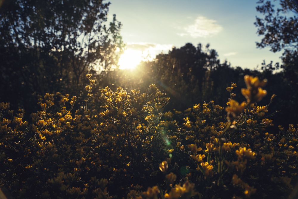 Bright sunrise through branches of trees