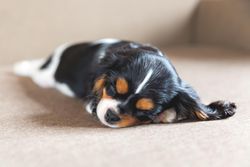 Cavalier spaniel sleeping on his front