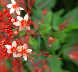 background of small red flowers blooming in spring
