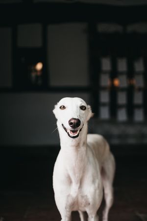Cute Spanish greyhound relaxing on comfortable cozy home