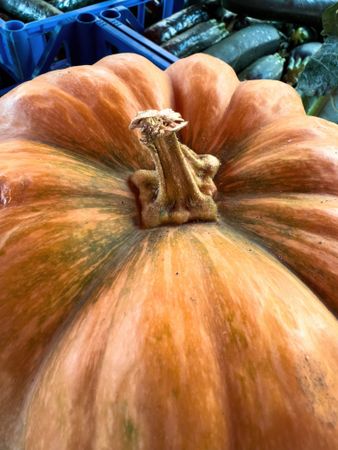 Close-up of ripe pumpkin stem, autumn harvest at farmers market