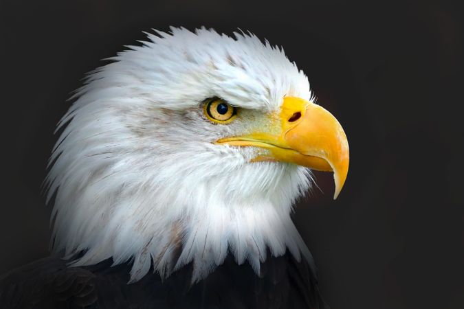 Eagle in close up