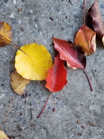 Red, yellow, and brown leaves on concrete, vertical