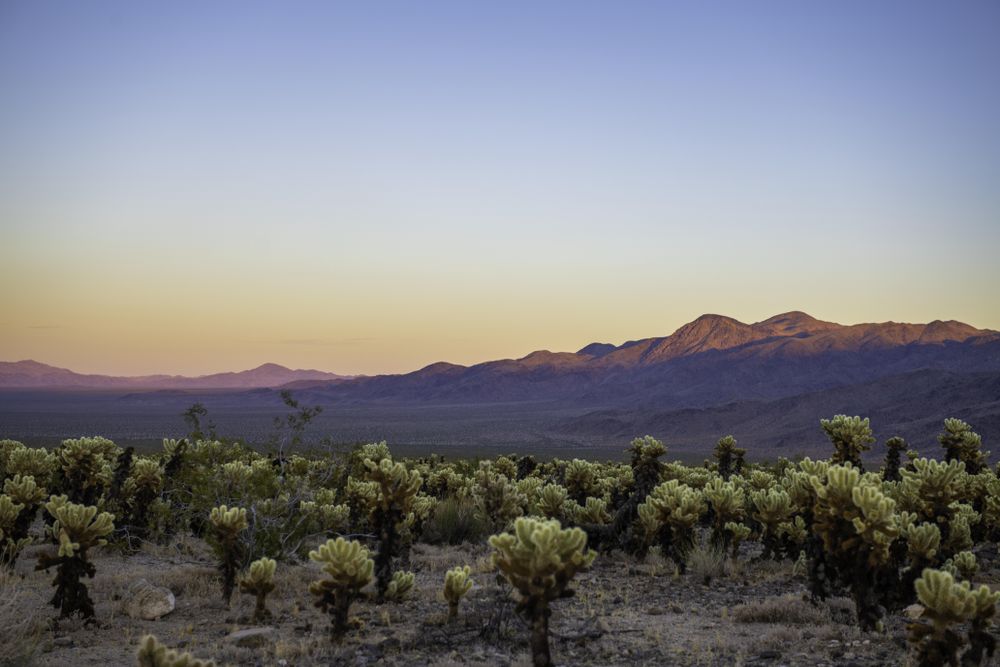 Cholla Cactus Garden with teddybear cholla at sunset with copy space