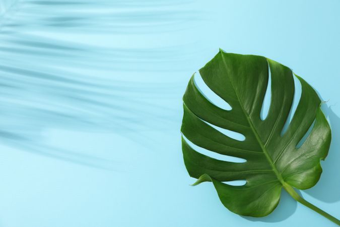 Green monstera on blue background, space for text