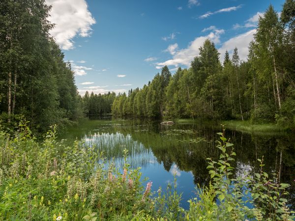 Summer landscape with river and forest