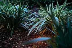 Variegated grasses in garden