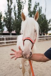Man holding harness of white horse at paddock