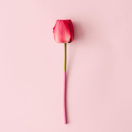 Spring tulip flower dipped in paint on pastel pink background