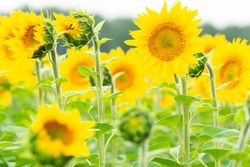 Yellow sunflowers in close up